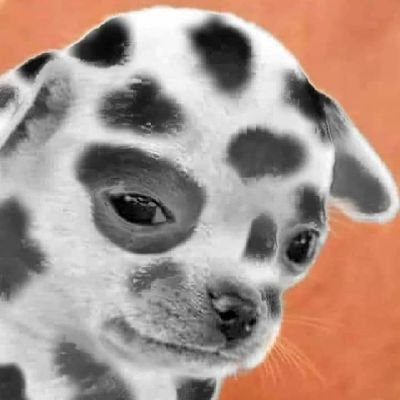 busqeee's profile picture. Um sobrevivente nessa mistura do brasil com egito.