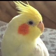 kajue1217's profile picture. ずっとずっと東方神起を愛す🍓🍑
オカメインコも大好きです🐥