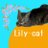 Lily-cat