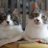 ←シルマ🐈ポリマ→
