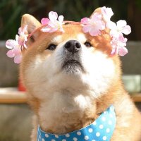 🦊мимозыря|совка нереалка🦉 (@lisa_bez_deneg) 's Twitter Profile