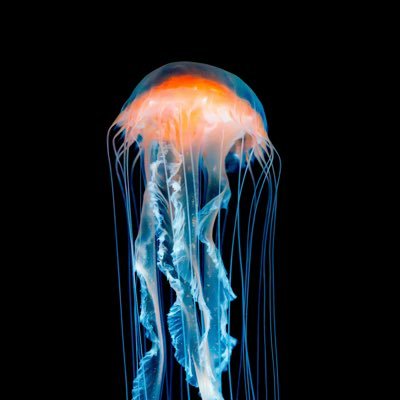 wangqihan8's profile picture. 