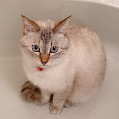 EtcEHrjX2u6GNxf's profile picture. 車🚗³₃Boooon!!♡ 猫にゃん大好き₍ᐢ⸝⸝› ̫ ‹⸝⸝ᐢ₎