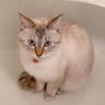 EtcEHrjX2u6GNxf's profile picture. 車🚗³₃Boooon!!♡ 猫にゃん大好き₍ᐢ⸝⸝› ̫ ‹⸝⸝ᐢ₎