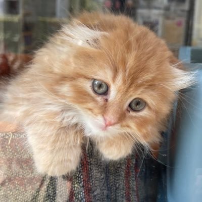 猫好きです。猫と暮らしてます💕 基本猫を見るためのアカウントです。リツイート多め。