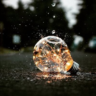 Tulip185's profile picture. 