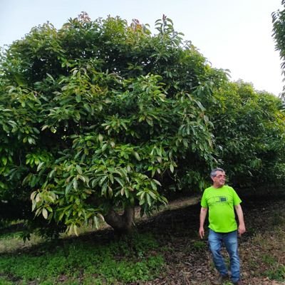 Malagueño de Jaén. Curioso. He comido cacao, jaca y guanábana de Málaga. 33 años en La Mayora.