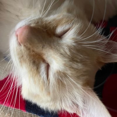 R97844273's profile picture. 岡山でブドウ農家として実家の後を継いでます🍇ブドウのほかに野菜や米等も栽培、出荷しています。2019年まで現場作業員、ガス屋、ガソスタ、養鶏等で仕事をしていました。2020年から本格的に農業に勤めはじめました。農業初心者ですが宜しくお願いします！将来の夢は我が子を背負いながら作業する事🙋