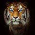 Anina Olivier (@olivieranina) Twitter profile photo Anina Olivier (@olivieranina) Twitter profile photo