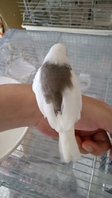 機種変したら、前に戻れなくなった為(^_^;)　　　
再度よろしくお願いします。
オカメインコ・ボタンインコ・セキセイインコ・キンカチョウ・白文鳥と暮らしてます。
GACKT・MADOKA・CHACHAMARU・山本玉三郎💞