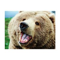 ヒグマ先導師 (@etrhdfjd) Twitter profile photo