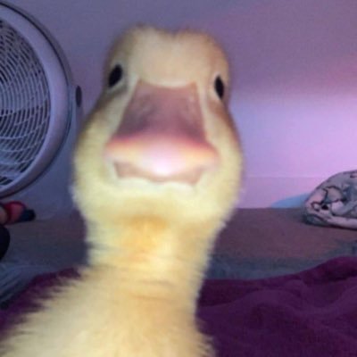 cpKBWDbHVDoV8VJ's profile picture. ئێمە بۆ خۆشەویستیـﹳ لە دایڪ بوینـﹳ، نەکـﹳ بۆ ࢪق ۉ کینە.😴💙 We're born to love, not to hate.😴💙