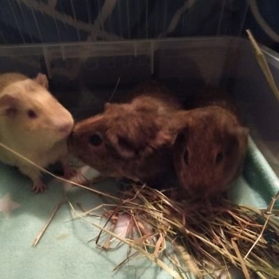 Hey were Benji Chewbacca Lucifer.  We are three guinea Pig boys. We love to eat hay and lots of green vegetables and fruits. Also love playing and hugs 🤗 🇦🇺