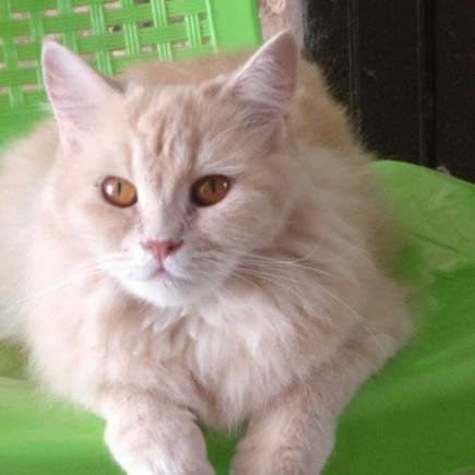 Kailasasundara2's profile picture. 