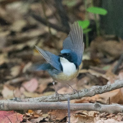 野鳥撮影にはまって、暇さえあれば、あちこちに出かけています。