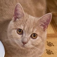 ちーこ (@chiiiiiiiiicoo) 's Twitter Profile