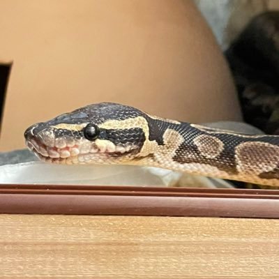 _zikilu_'s profile picture. ボールパイソン用アカウント🐍 爬虫類好きで、ボールパイソン沼にハマってしまいました。色んなモルフのボールパイソンが見たい！ジキルさん→ボールパイソンGHIの男の子