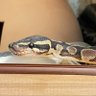 _zikilu_'s profile picture. ボールパイソン用アカウント🐍 爬虫類好きで、ボールパイソン沼にハマってしまいました。色んなモルフのボールパイソンが見たい！ジキルさん→ボールパイソンGHIの男の子