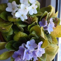 adltylcs (@adltylcs) Twitter profile photo