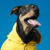 herecomesrufus (@herecomesrufus_) Twitter profile photo herecomesrufus (@herecomesrufus_) Twitter profile photo