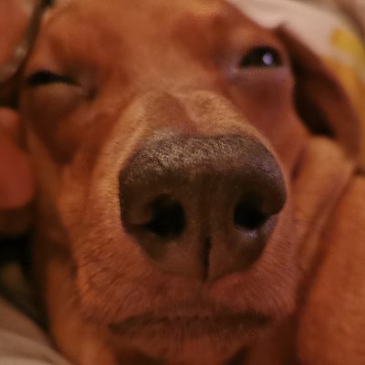 Tlacoache3's profile picture. Shitcoin enthusiast , AI expert (gaming and content creation). Every single day is a push, no rest.