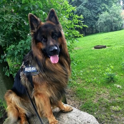 Carlos - Altdeutscher Schäferhund Rüde. Bin am 10.04.2018 geboren, Liebe Quitsche Bälle
