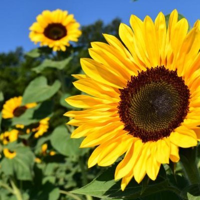 love sunflowers and edited MRS.