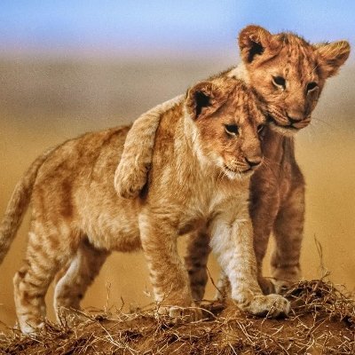 demzo19_'s profile picture. Bottom tier line drawer