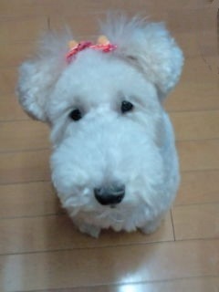 PanigaleV4GP's profile picture. 🇮🇹Ducati🇩🇪AMG＆ワンコ+ニャンコ(里親)を...こよなく愛し、世界の真相を9.11以降～探究し続け‥ディストピアからユートピア(風の時代🇯🇵)そしてNEO縄文時代(黄金時代✨️)へと大変革期💖

ジャパニーズ・クラフトジン＆地ビール党の元PTA会長です♪