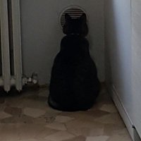 ddshat and stopped (@ddshat) 's Twitter Profile