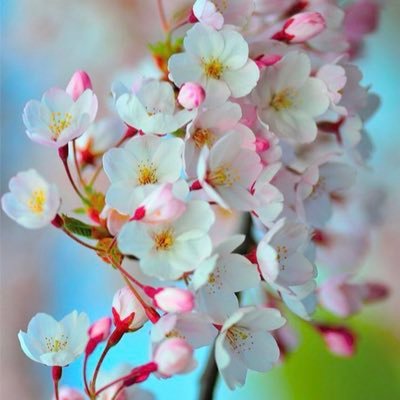 asmaalm_0's profile picture. 