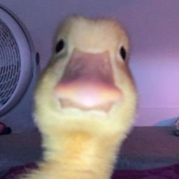 Animeroblox19's profile picture. Нинаю чё написать