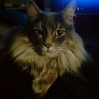 ninigirl (@ninigirl84) 's Twitter Profile