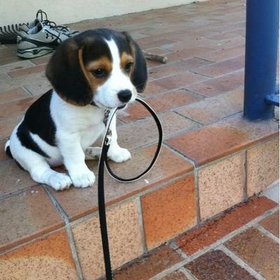 perristos_'s profile picture. WOOF WOOF🐕🦮🐕‍🦺🐩🐈🐱🐶🐾