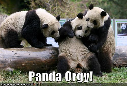 Bitten by a radioactive anagram generator, Panda Orgies journeys the earth helping his black and white brothers find true love and enough bamboo to express it.