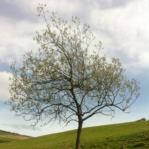 jamacjamac's profile picture. 