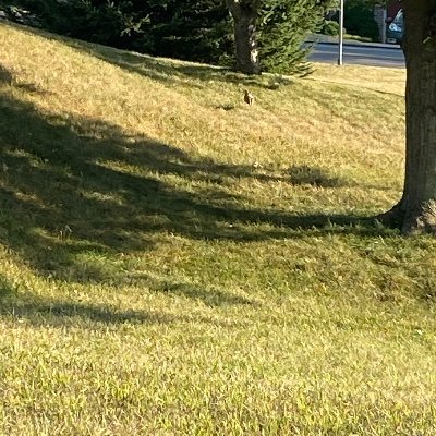 supriyjoshi's profile picture. 