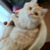 よっちゃん (@yotchan_8) 's Twitter Profile
