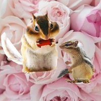 シマリス🐿muretteミュレット(@madamemurette) 's Twitter Profile Photo