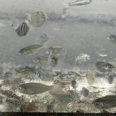 eQELuGjEyHeFM9j's profile picture. 発達障害（ASD/ADHD）不安強め子育て中。支援級在籍。幼稚園2歳児クラス登園拒否→年少で転園。→小学校入るのやめる宣言→小学校入学後1週間で辞めたい→一部付き添い1年間→付き添いは卒業2年生 現実では口に出来ない愚痴を呟きます。