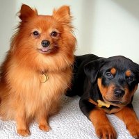 foxy_thefluff❤lexie_the_rottie(@FThefluff) 's Twitter Profile Photo