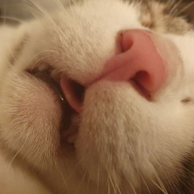Frank_Zamboni's profile picture. 