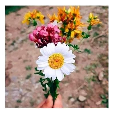 AmmaraLatif8's profile picture. Ammara