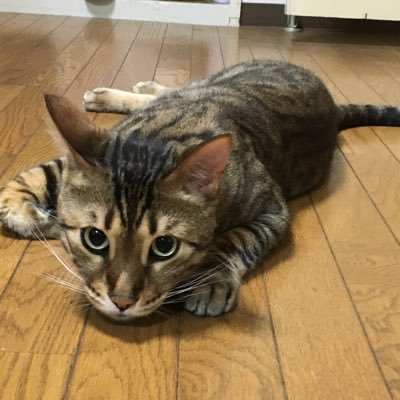 SATOSHI06079747's profile picture. 2019年11月21日 CB400SF 納車😁 2021年6月3日 大型二輪免許取得 😁 2021年6月26日 Z900（’21）納車 😁 2023年10月5日Ninja1000SX('23)納車😁