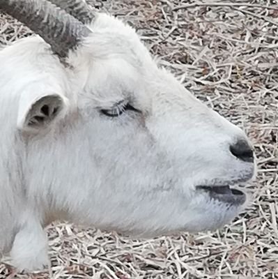 ヤギさんのプロフィール画像