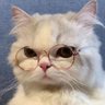 Platinum_nwh's profile picture. เป็น Inspirit เมนคุณหมา  ชิปกยูอู ชอบป๋อจ้าน รีทวิตเก่ง..