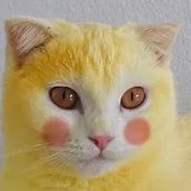 ☯︎𝚈𝙴𝙻𝙻𝙾𝚆𝙲𝙰𝚃🙀🌻 (@ilmiosubconscio) 's Twitter Profile Photo