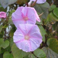 Convolvulaceae Network (@convolv_network) 's Twitter Profile