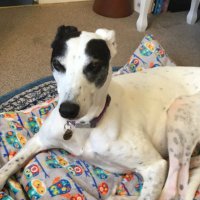 The Badger Hound (@badger_hound) 's Twitter Profile