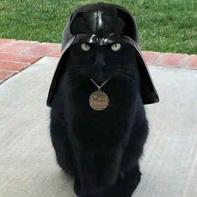 darkreader11's profile picture. #catecoin holder 😺